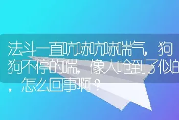 法斗一直吭哧吭哧喘气