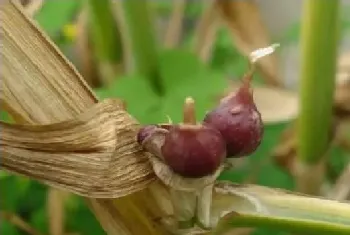 独头蒜的高效种植技巧分析