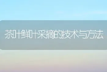 茶叶鲜叶采摘的技术与方法