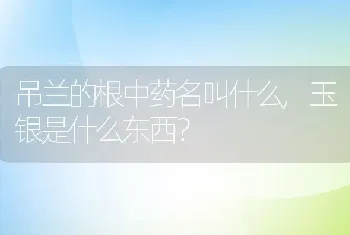 吊兰的根中药名叫什么