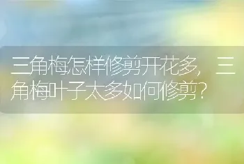 三角梅怎样修剪开花多