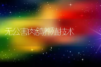 无公害肉鸽养殖技术