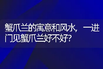 蟹爪兰的寓意和风水