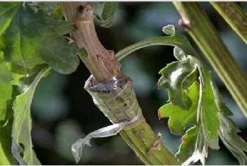 菊花怎么嫁接