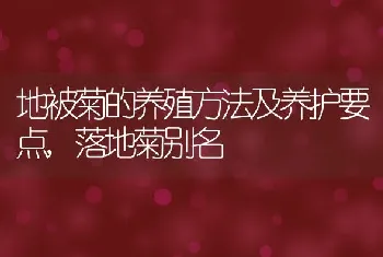 地被菊的养殖方法及养护要点