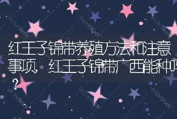 红王子锦带养殖方法和注意事项