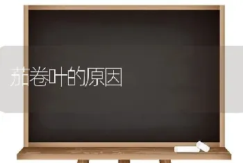 茄卷叶的原因