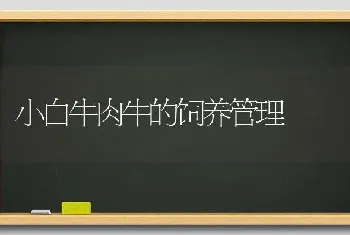 小白牛肉牛的饲养管理