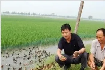 果沼畜生态循环农业模式让土地流转