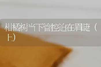 柑橘树当下管控迫在眉睫(上)