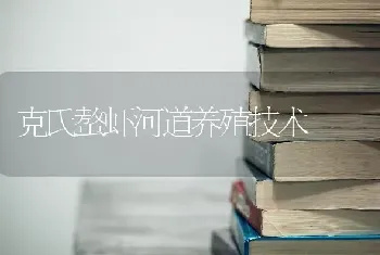 克氏螯虾河道养殖技术