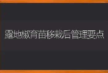 露地椒育苗移栽后管理要点