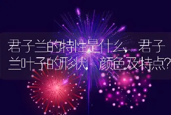 君子兰的特性是什么