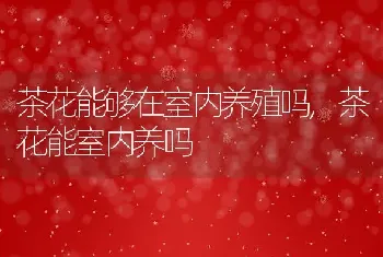 茶花能够在室内养殖吗