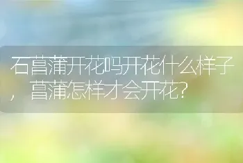 石菖蒲开花吗开花什么样子