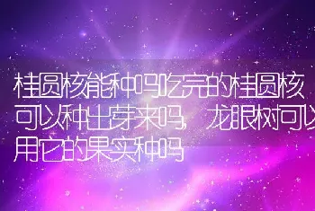 桂圆核能种吗吃完的桂圆核可以种出芽来吗