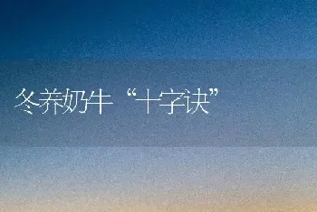 冬养奶牛“十字诀”