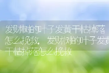 发财树的叶子发黄干枯掉落怎么挽救