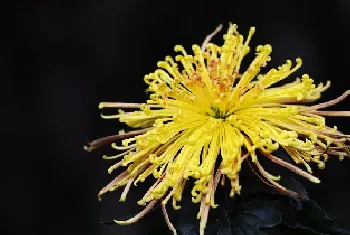 菊花什么时候开放