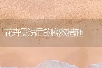 花卉受涝后的挽救措施