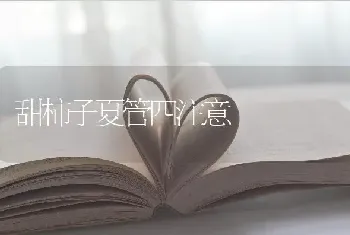 甜柿子夏管四注意