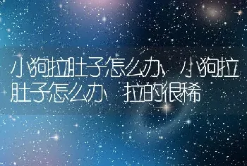 小狗拉肚子怎么办,小狗拉肚子怎么办 拉的很稀