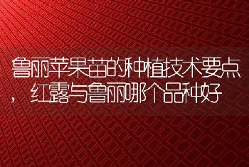 无尽夏的花语是什么