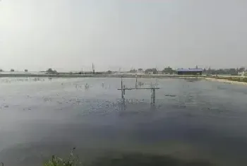 河蟹生长关键期遇上梅雨天,一线技术专家从草、水、病等几方面给你的建议