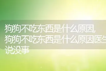 狗狗不吃东西是什么原因