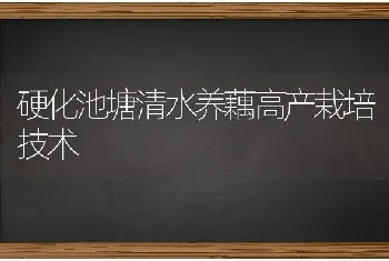 硬化池塘清水养藕高产栽培技术