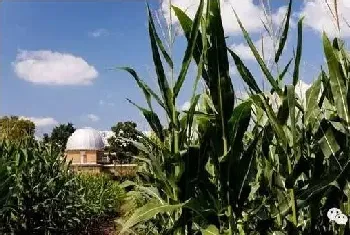 玉米地常见杂草及除草技术讲解