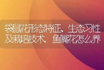 袋鼠花形态特征、生态习性及栽培技术