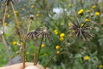 鬼害怕什么花