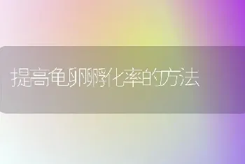 提高龟卵孵化率的方法