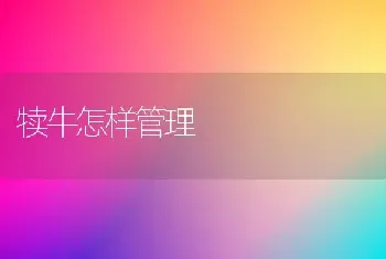 犊牛怎样管理