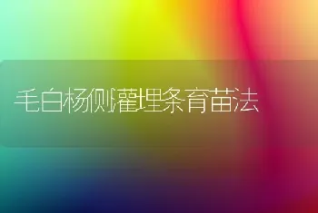 毛白杨侧灌埋条育苗法