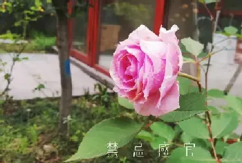 月季花风水上有忌讳吗