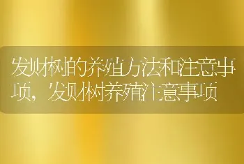 发财树的养殖方法和注意事项