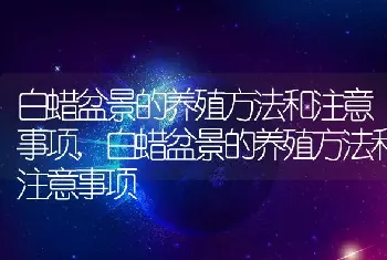 白蜡盆景的养殖方法和注意事项