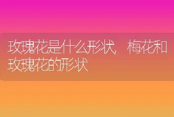 玫瑰花是什么形状