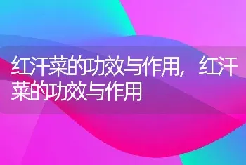 红汗菜的功效与作用