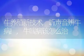 牛养殖新技术,听声音辨牛病!