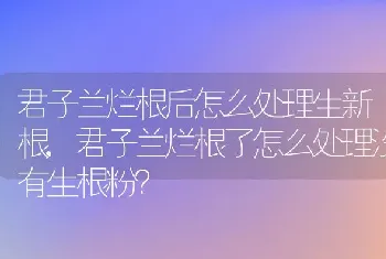 君子兰烂根后怎么处理生新根