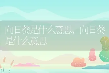 向日葵是什么意思