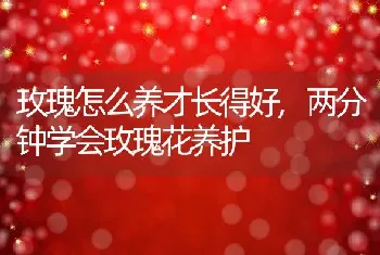 玫瑰怎么养才长得好