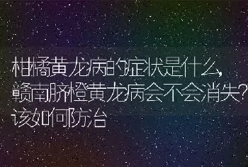 柑橘黄龙病的症状是什么