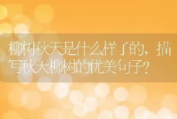 柳树秋天是什么样子的