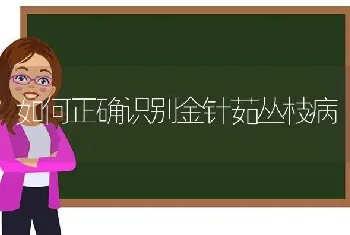 如何正确识别金针茹丛枝病