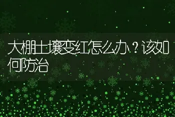 大棚土壤变红怎么办?该如何防治