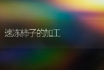 速冻柿子的加工